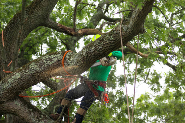 Trusted Okemah, OK Tree Removal Services Experts